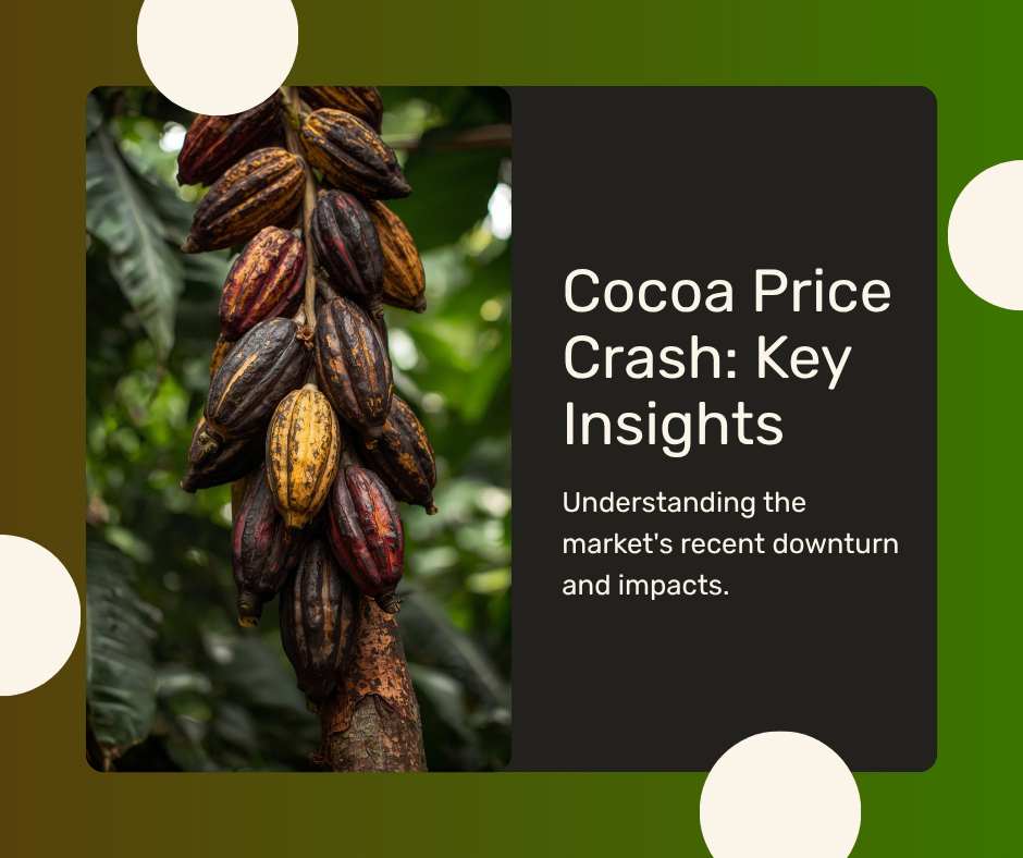 Cocoa beans, understand the cocoa price crash