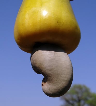cashew-nuts-322562_1280