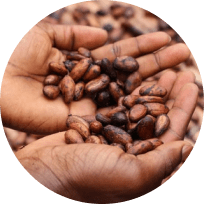 cocoa beans supplier